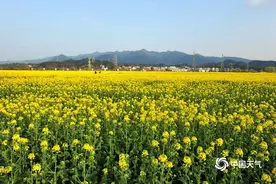 浙江兰溪五彩缤纷油菜花田绽放 打翻了春天的调色盘图片