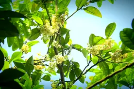 【“飞阅”中国】阳春三月 橘花飘香视频封面