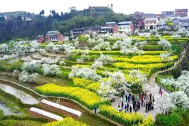 春游川渝｜李花怒放，莫负春光！梁平曲水赏花节周六开幕图片