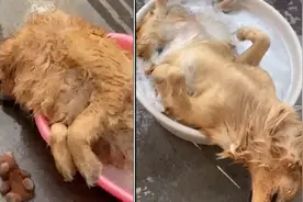 狗狗搓澡时睡着叫都叫不醒，主人：它每次都这样
