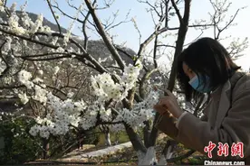 重庆：30万亩李花竞相绽放现漫山“春雪”映巫峡美景图片