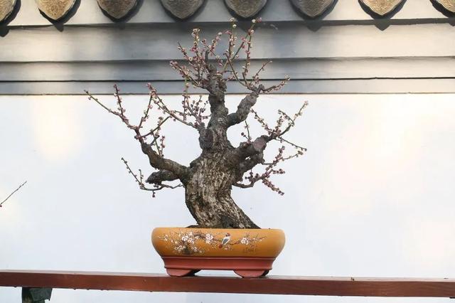 早先盛开的梅花如今落英缤纷……花期后的梅花盆景要如何进行修剪养护