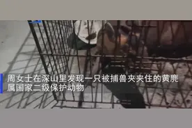 湖南女子解救被困黄麂遭人跟踪，抱回家后调看监控画面后怕不已图片