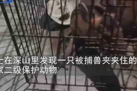 湖南女子解救被困黄麂遭人跟踪，抱回家后调看监控画面后怕不已图片