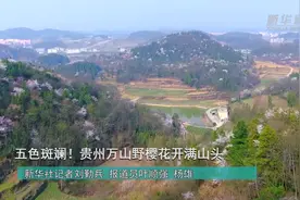 五色斑斓！贵州万山野樱花开满山头视频封面