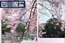 @成都人 锦江河畔的泡桐花开好了图片