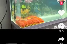 男子回家，发现6条金鱼正并排看电视！网友：放“舌尖上的中国之糖醋鱼”图片