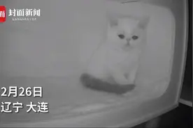 心疼！小猫发现兄弟姐妹都被抱走落泪图片