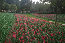 春游川渝 | 有山有花有园，沙区春光好邀游人踏青图片