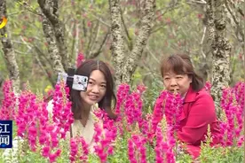 春湾石林桃花节今天开幕图片
