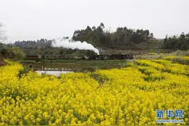 坐着小火车 穿越看花海图片