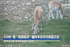 120秒，看“高原精灵”藏羚羊在可可西里迁徙视频封面