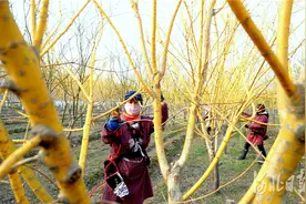 河北博野：绿色产业富民强县图片