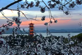 江苏徐州：云龙湖“十里杏花”竞相怒放图片