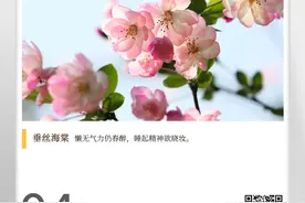 湖湘自然历｜解语花，解的是什么语图片