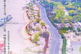 “樱”你而来丨盘点南京樱花景观地图片