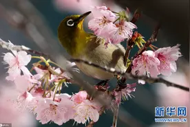 韩国釜山樱花盛开图片