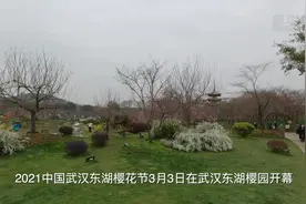 武汉东湖樱花节开幕视频封面