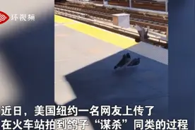 谋杀？网友拍到两鸽子把同类推下铁轨，下秒火车疾驰而过图片