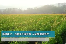 福建建宁：油菜花开满地黄 丛间蝶舞蜜蜂忙视频封面