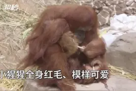 30秒 | 两年内第2只！美动物园喜迎濒危红毛猩猩宝宝视频封面
