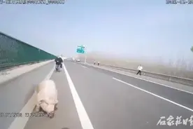 200公斤大白猪高速公路上跳车逃生，然后呢？图片