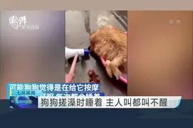 狗狗搓澡时睡着  主人叫都叫不醒视频封面