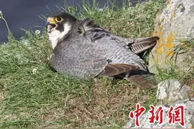 卫星追踪历时六年 中国科学家领衔揭开游隼迁徙秘密图片