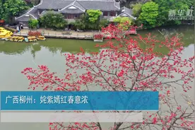 广西柳州：姹紫嫣红春意浓视频封面