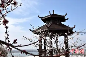 故黄河畔徐州马集村：石头缝里实干巧干种出乡村振兴“杏”福果图片