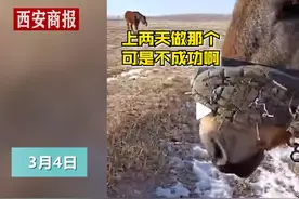 主人给小马用鞋底钉子做断奶神器：老一辈传下来的，戴半个月就行图片