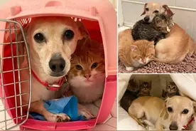 狗狗给猫咪当“妈妈”这画面太暖了图片
