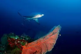 鱼类的恒温演化图片