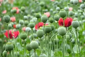 胆太大！七旬大伯竟拿罂粟当菜吃！图片