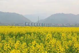 油菜花开春意浓！清溪场镇踏青赏花正当时图片
