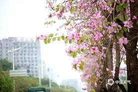 防城港紫荆花装扮城市街景图片