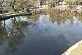 合肥琥珀山庄内景观湖水面漂起死鱼：“个头都有一两斤重”图片