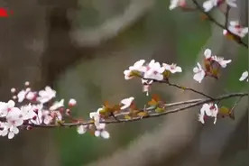 花量壮观！今年南京紫叶李开成了“樱花”图片