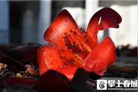 东川的木棉花开啦 约上小伙伴一起赏花图片