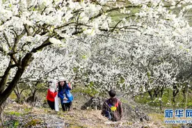 重庆：万亩李花迎客来图片