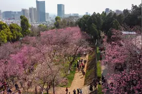 春天来了！昆明圆通山樱花一夜间花开成海图片