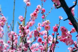 81秒｜阳春三月万物苏 肥城桃花盛开盈香满袖视频封面