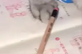 小学生开学赶数学作业，手指不够一把抓过猫爪掰开当工具，萌翻了图片