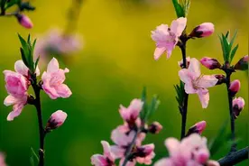 青未了｜花思图片