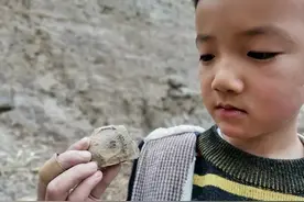 郑州6岁男孩发现3亿年前植物化石？专家鉴定：是真的图片