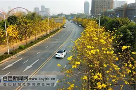 画面太美！百色街头黄花风铃木开啦图片