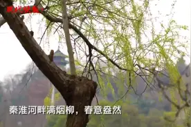 柳树吐新绿，南京秦淮河畔满烟柳图片