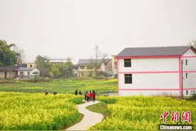重庆忠县：正是菜花烂漫时 种出农乡好风景图片