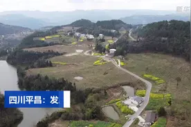 四川平昌：发展青花椒产业助农致富视频封面