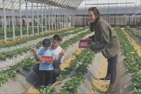 余文乐夫妇带儿子采摘草莓 对镜头比V温馨有爱图片
